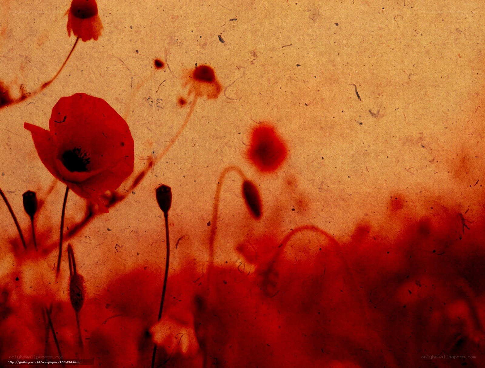 Red poppies on textured background