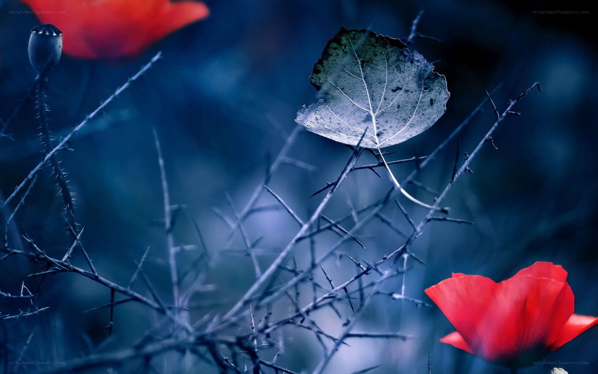 Red poppies on thorny branches