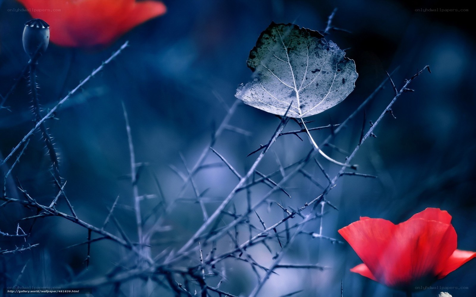 Red poppies on thorny branches