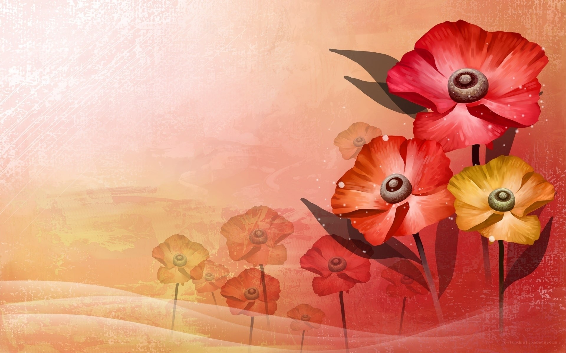 Red poppies on warm background