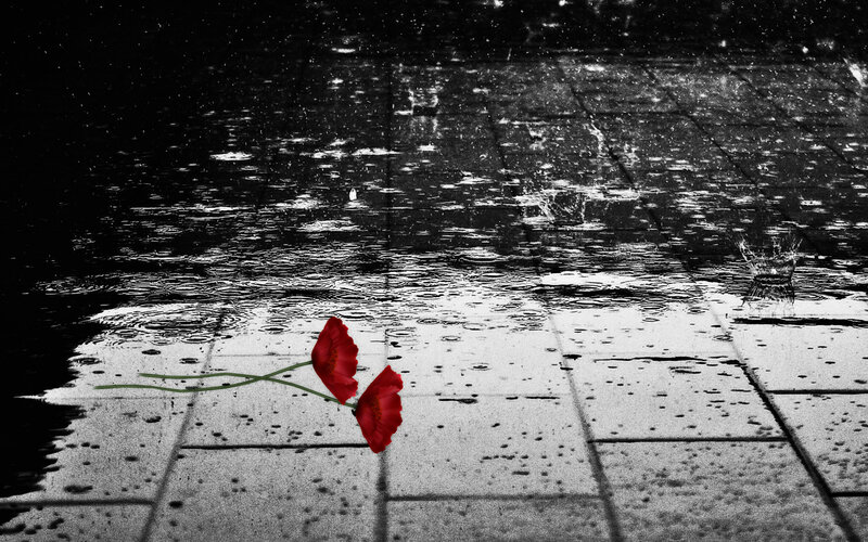 Red Poppies on Wet Pavement