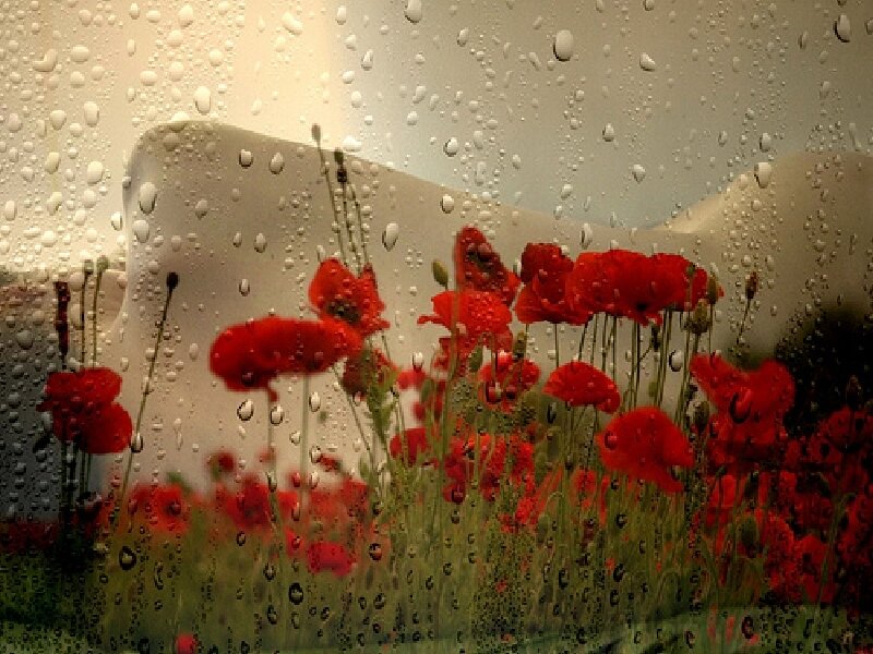Red poppies through a rain-streaked window