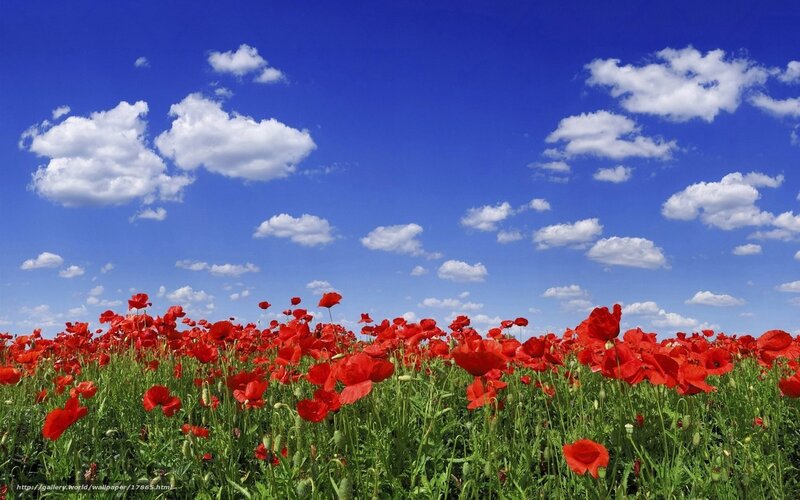Red poppies under blue sky
