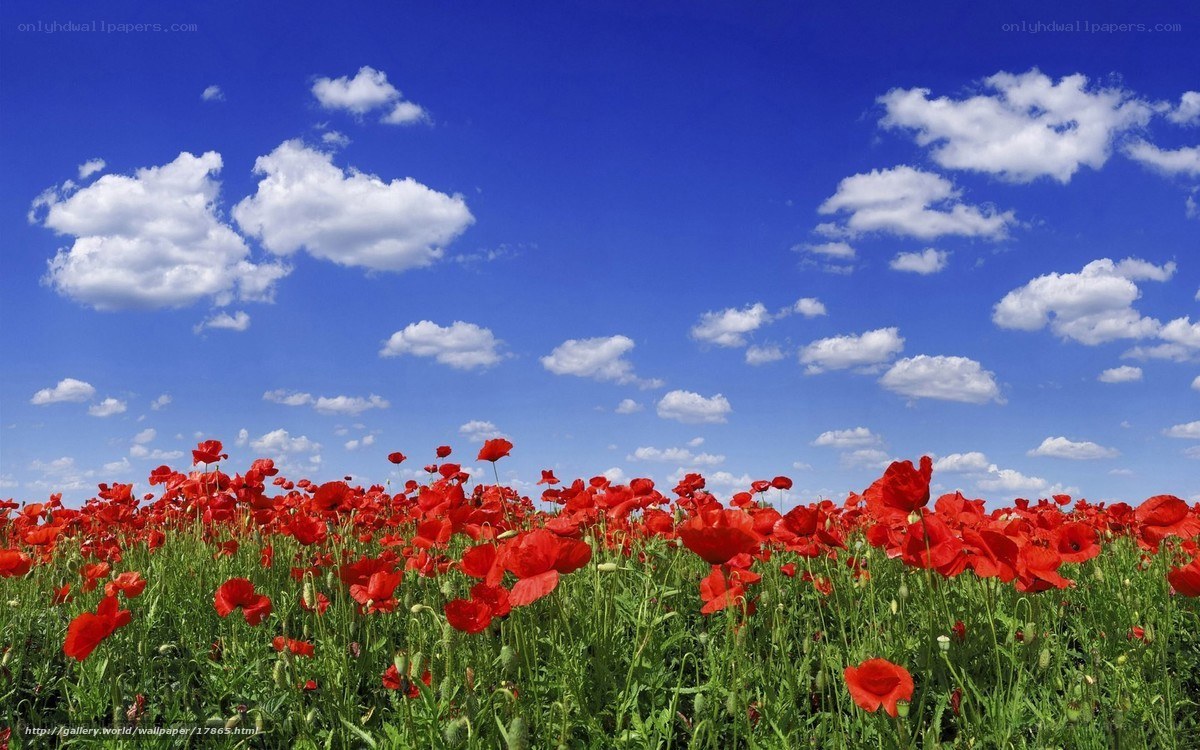 Red poppies under blue sky