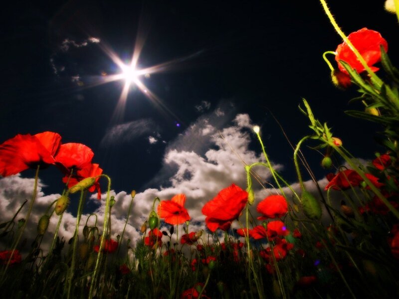 Red poppies under starry sky