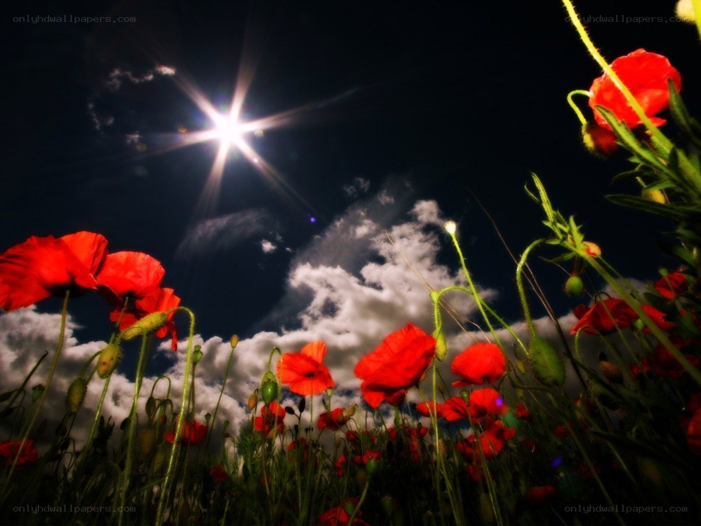 Red poppies under starry sky