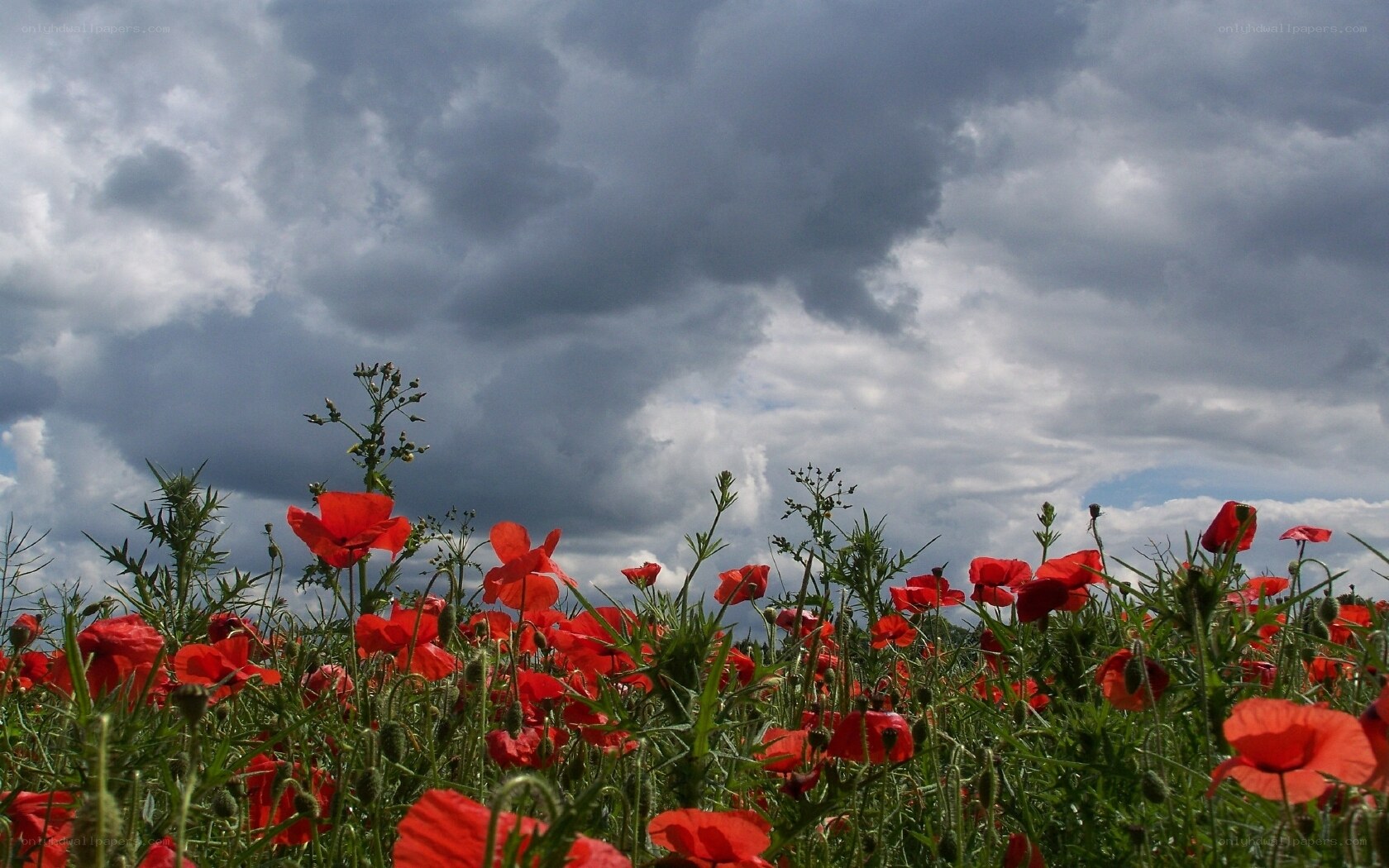 Red poppies under stormy sky