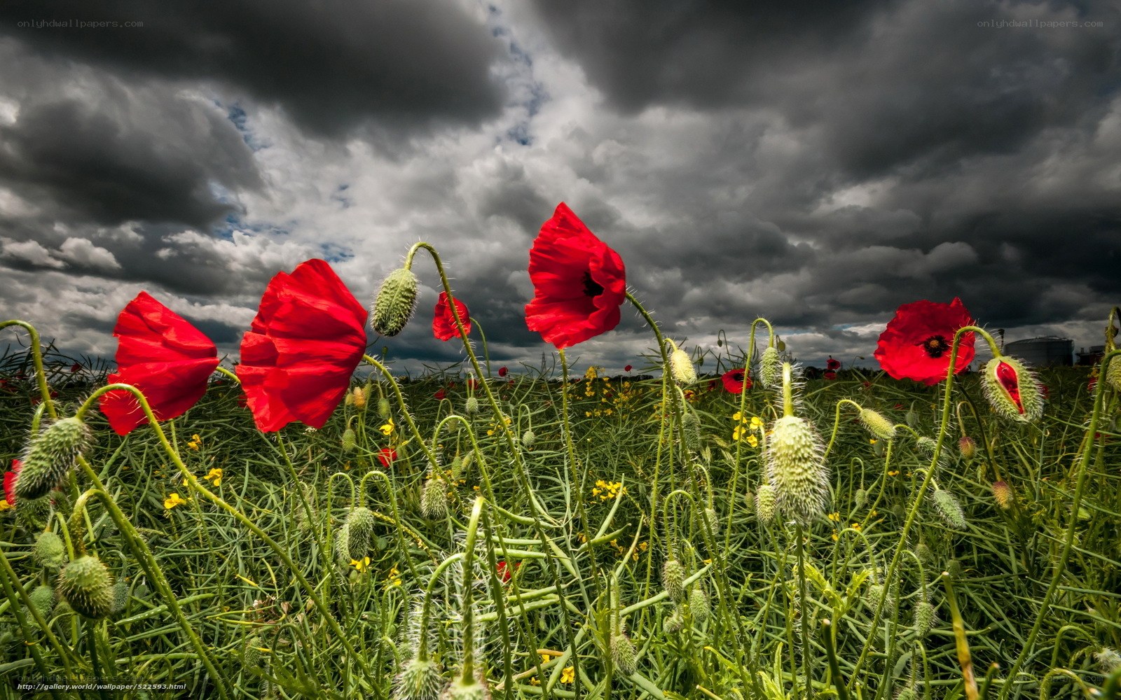 Red poppies under stormy sky