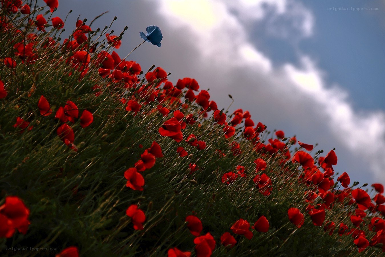Red poppies with a blue flower