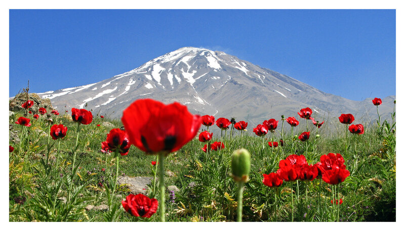 Red poppies with mountain backdrop
