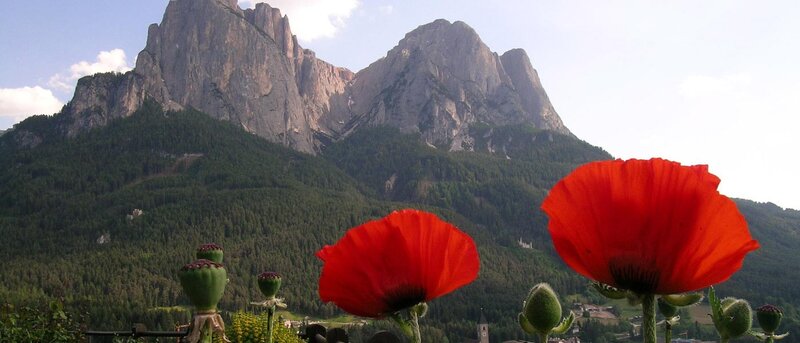Red poppies with mountain backdrop