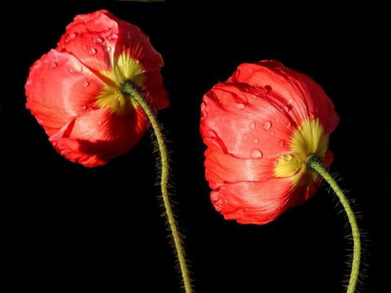 Red poppies with water droplets
