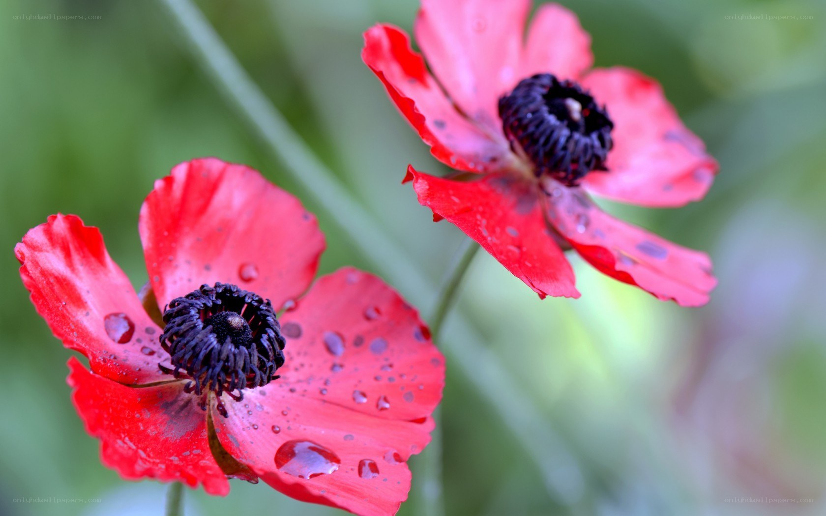 Red poppies with water droplets