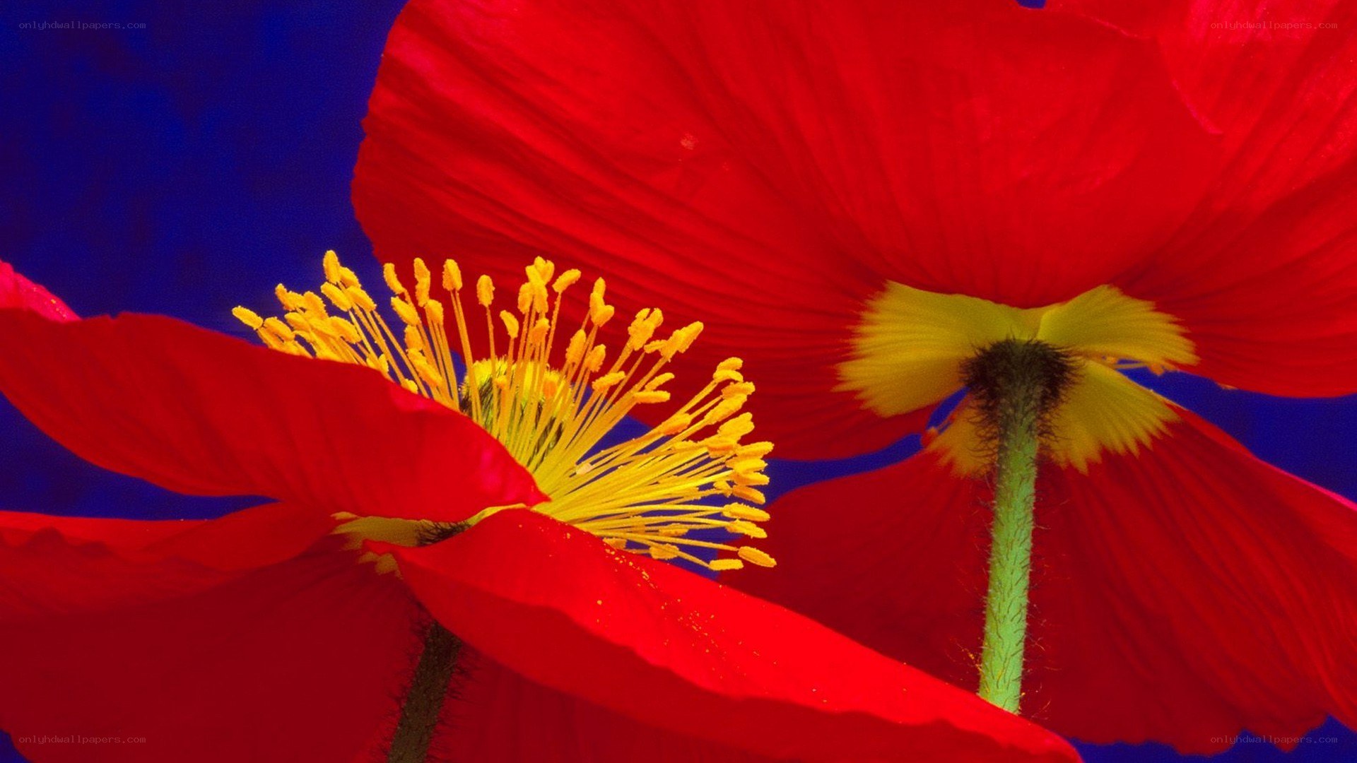 Red poppies with yellow centers
