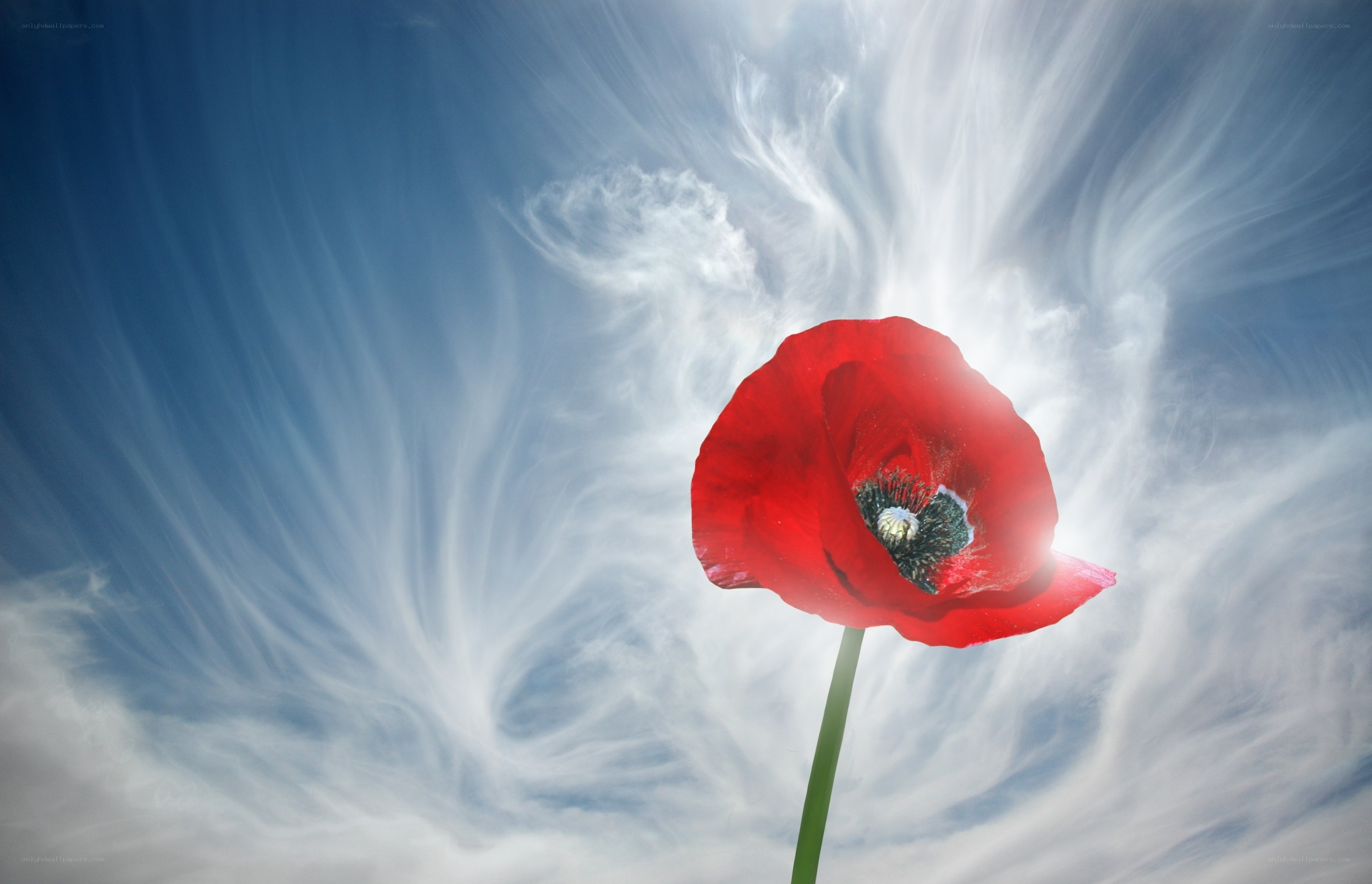 Red poppy against a cloudy sky