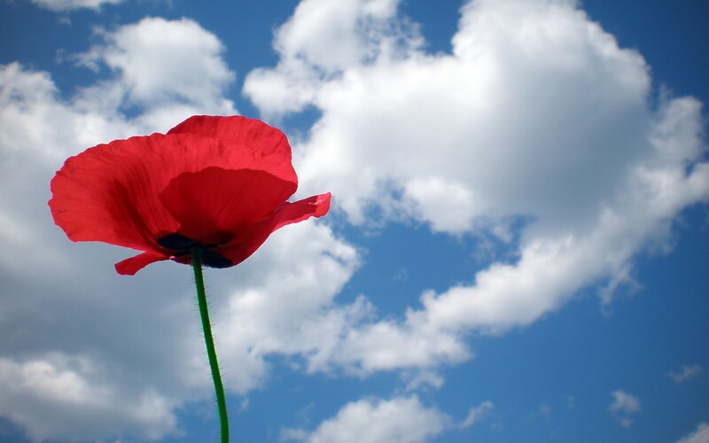 Red poppy against blue sky