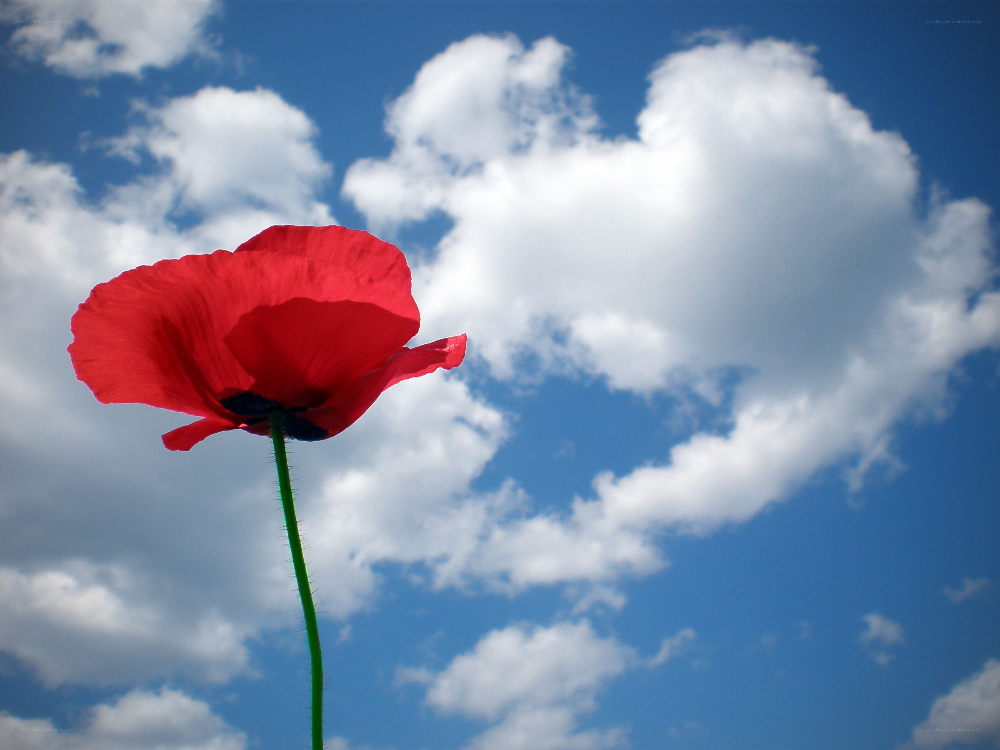 Red poppy against blue sky