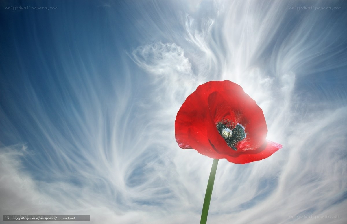 Red poppy against sky