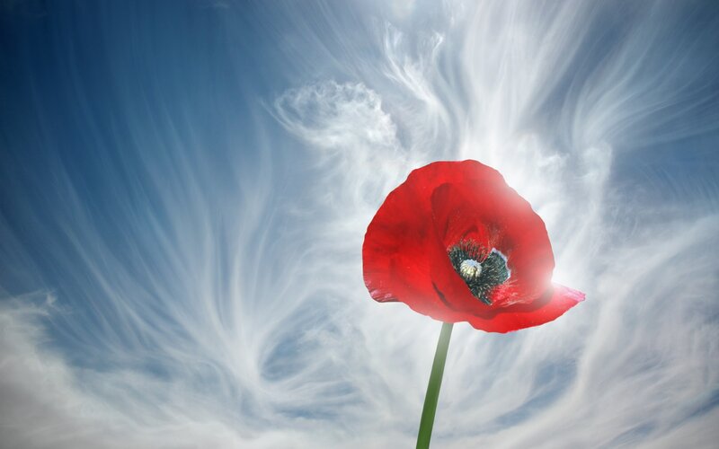 Red poppy against swirling sky
