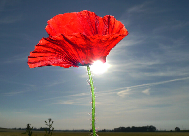 Red poppy against the sun