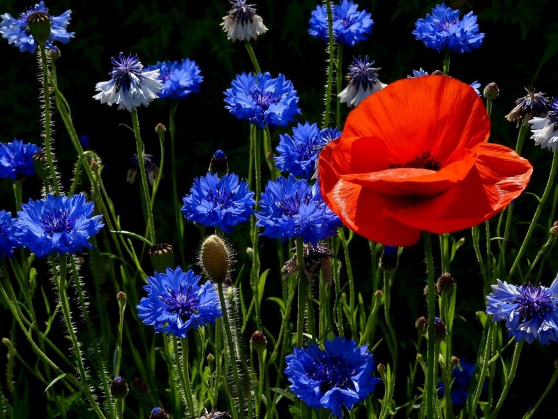 Red Poppy Among Blue Flowers — Natural