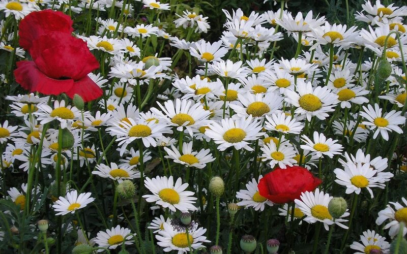 Red Poppy Among Daisies — White