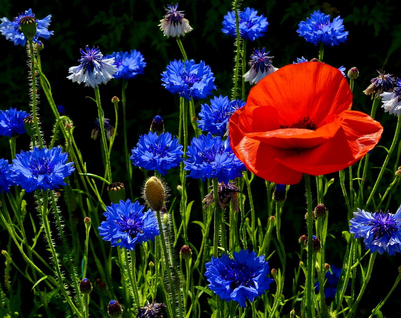 Red Poppy and Blue Cornflowers