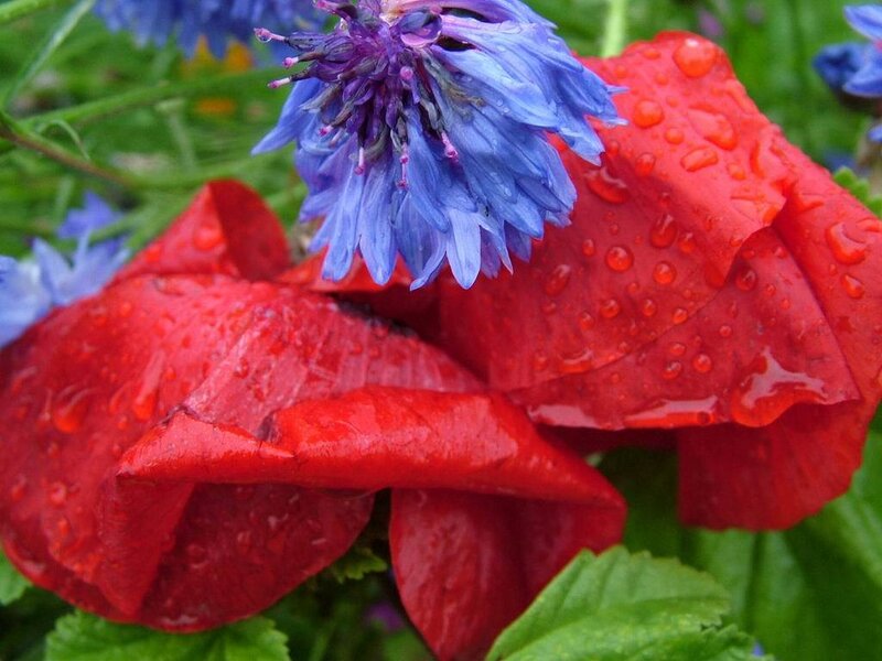 Red Poppy and Blue Flower