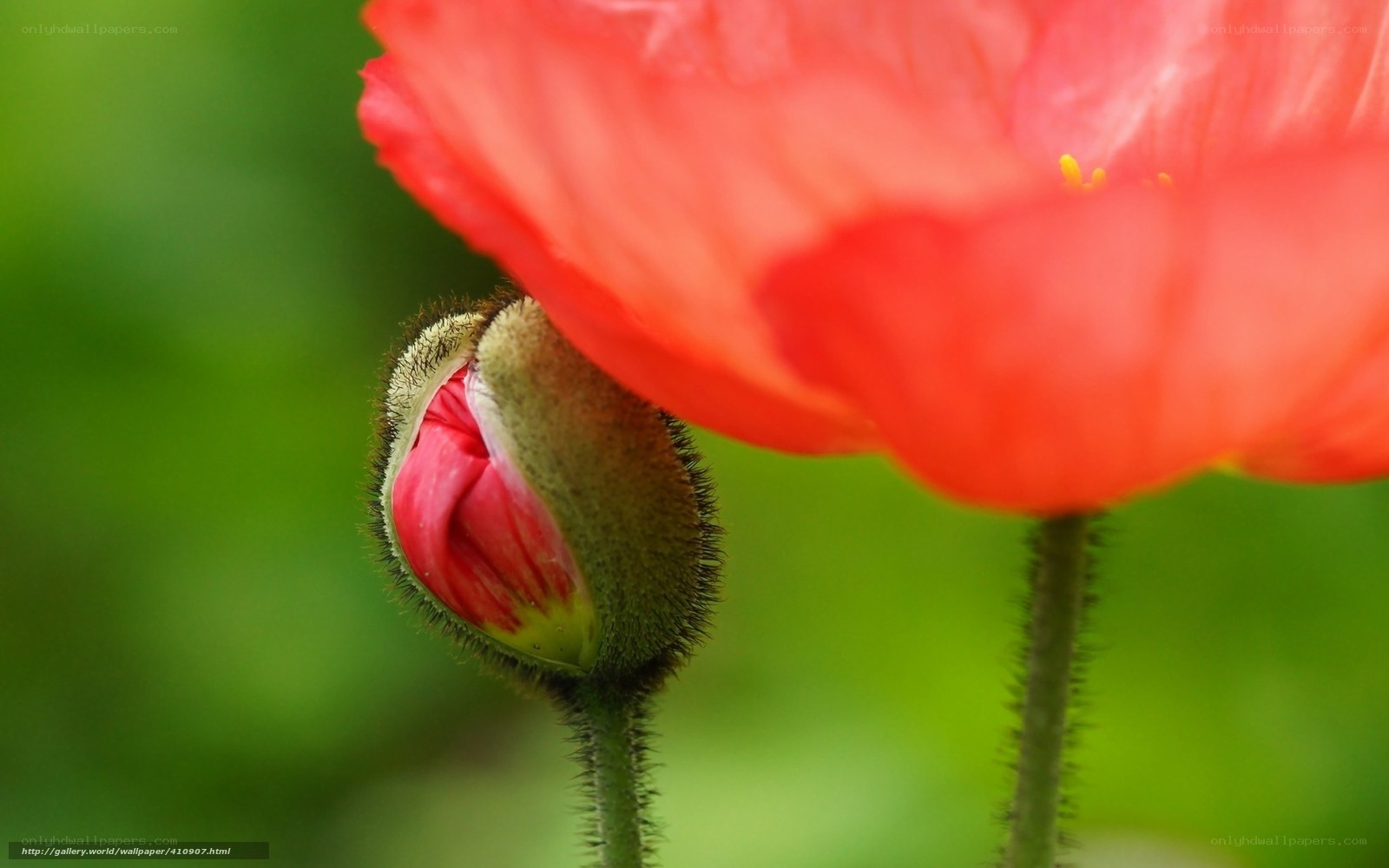 Red poppy and bud