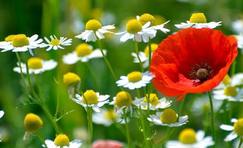 Red Poppy and Daisies — Serene, Summer