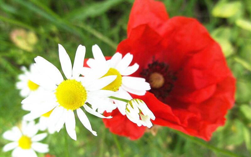 Red Poppy and Daisies