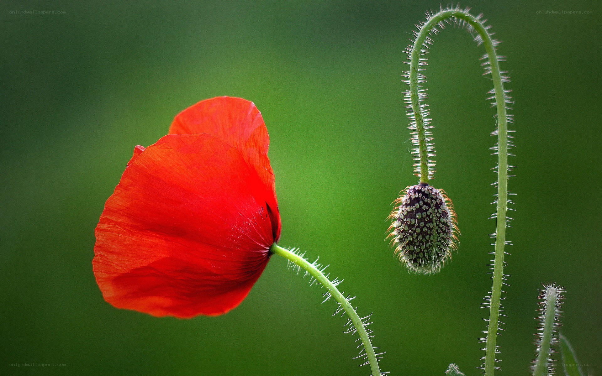 Red poppy and seed pod