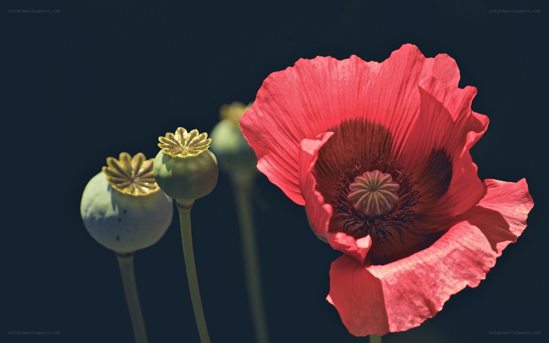 Red poppy and seed pods