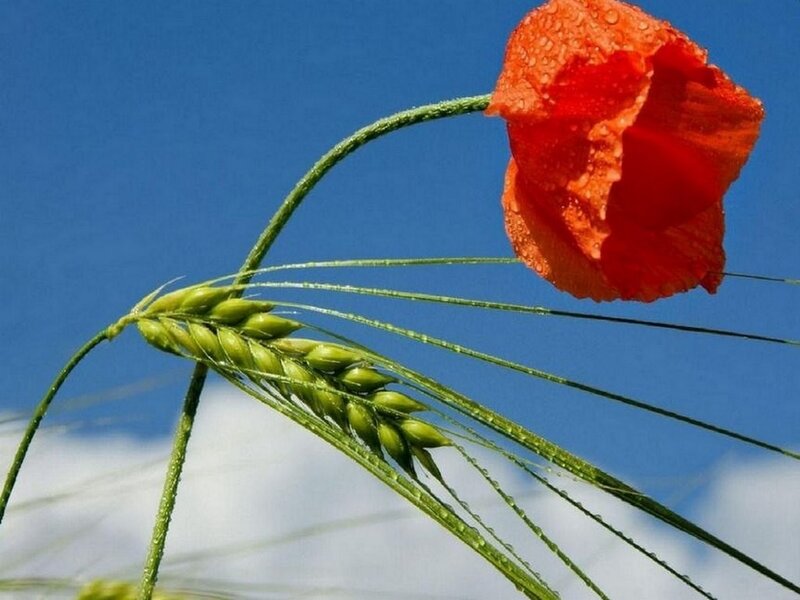 Red Poppy and Wheat