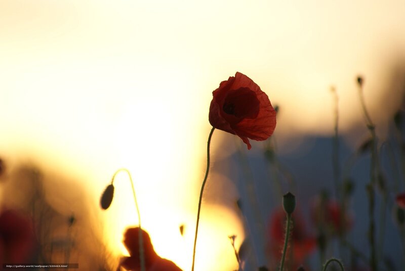 Red poppy at sunset