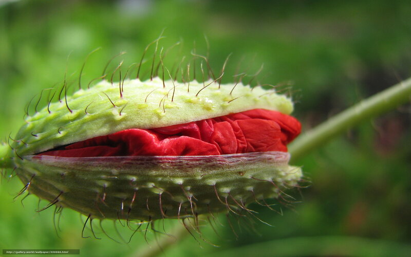 Red Poppy Bud — Green, Natural