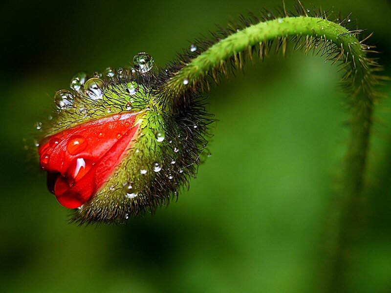 Red Poppy Bud — Green