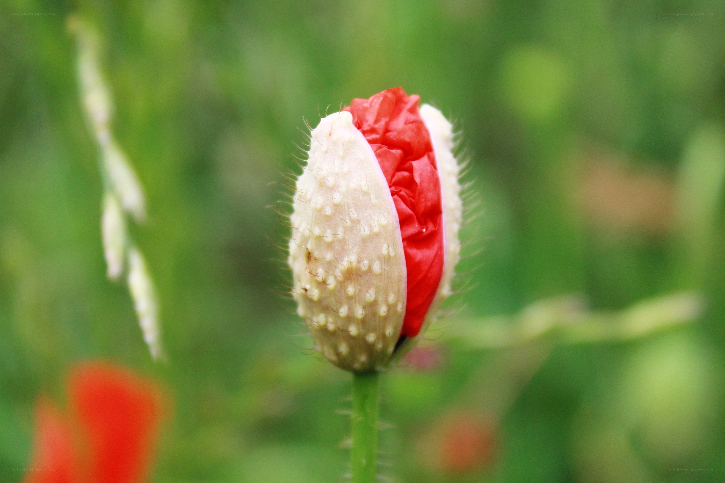 Red poppy bud in bloom