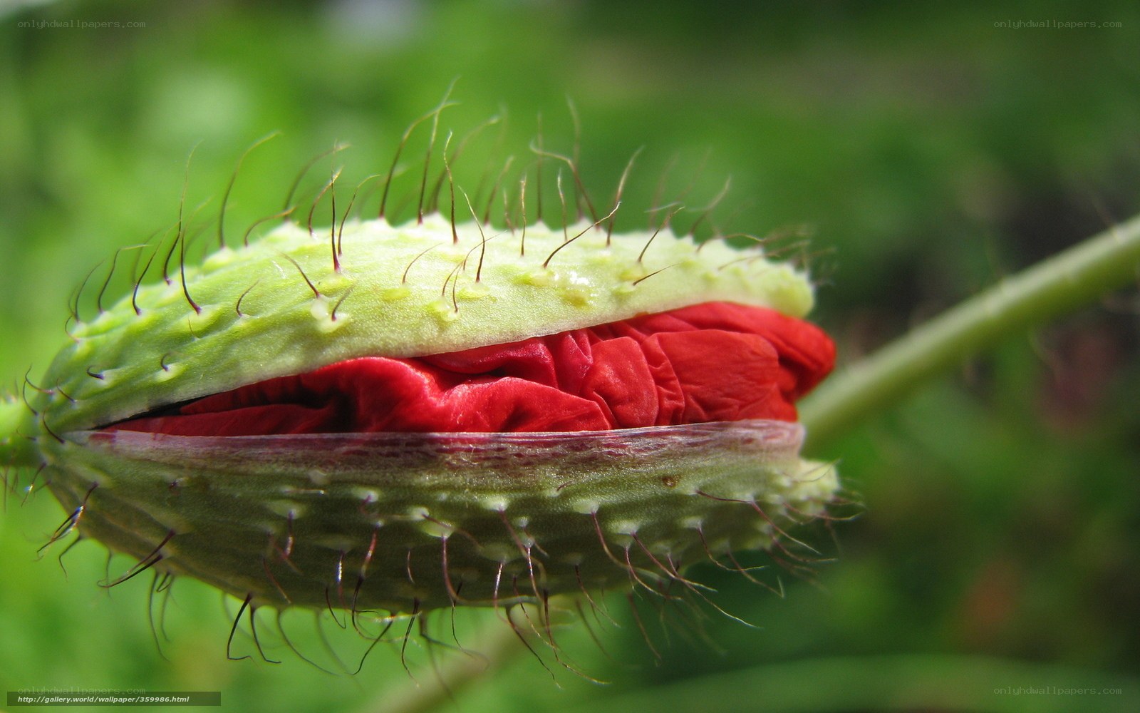 Red poppy bud opening