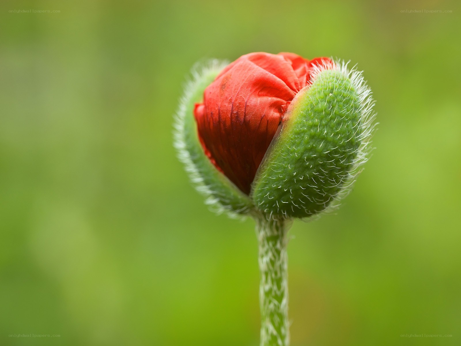 Red poppy bud opening