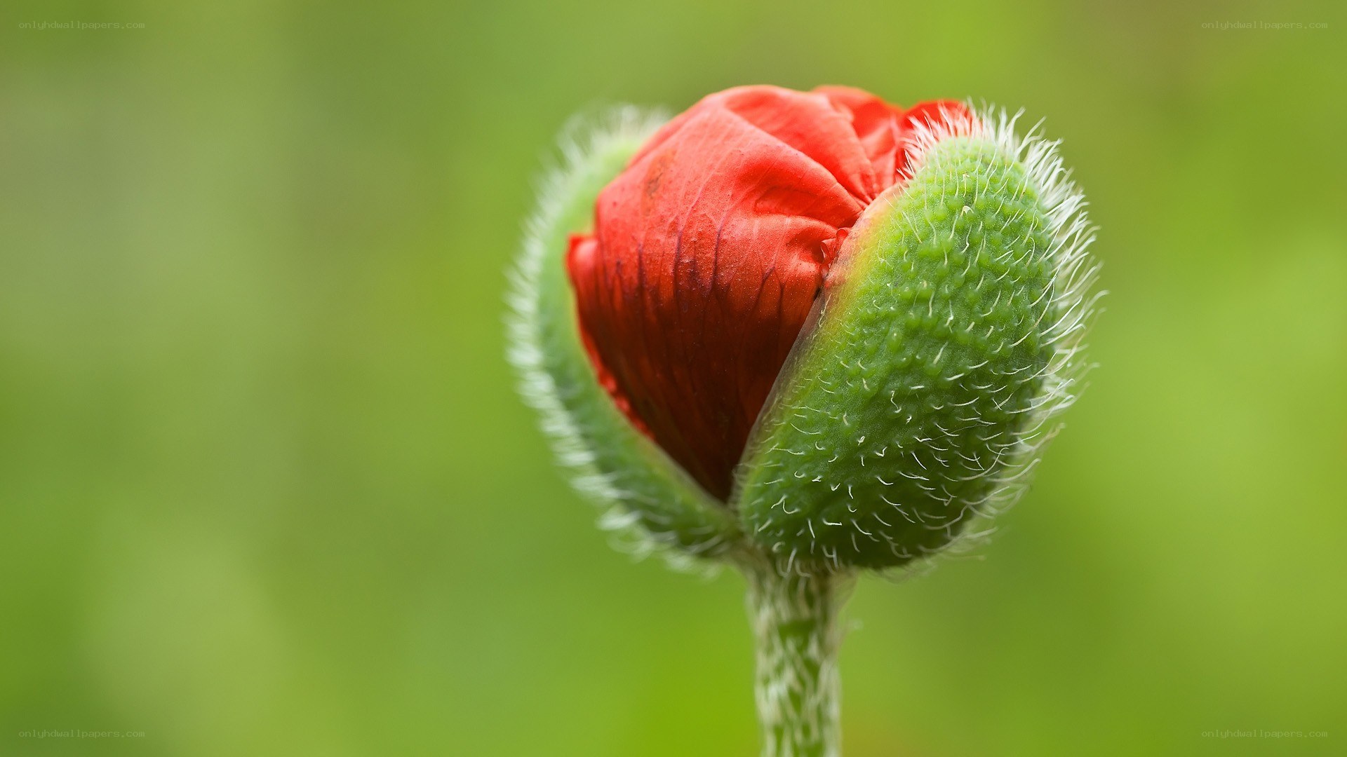 red poppy bud opening