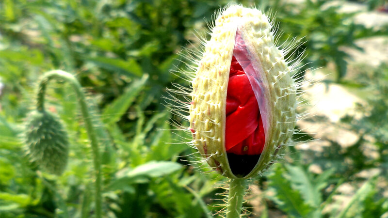 Red Poppy Bud Opening — Natural