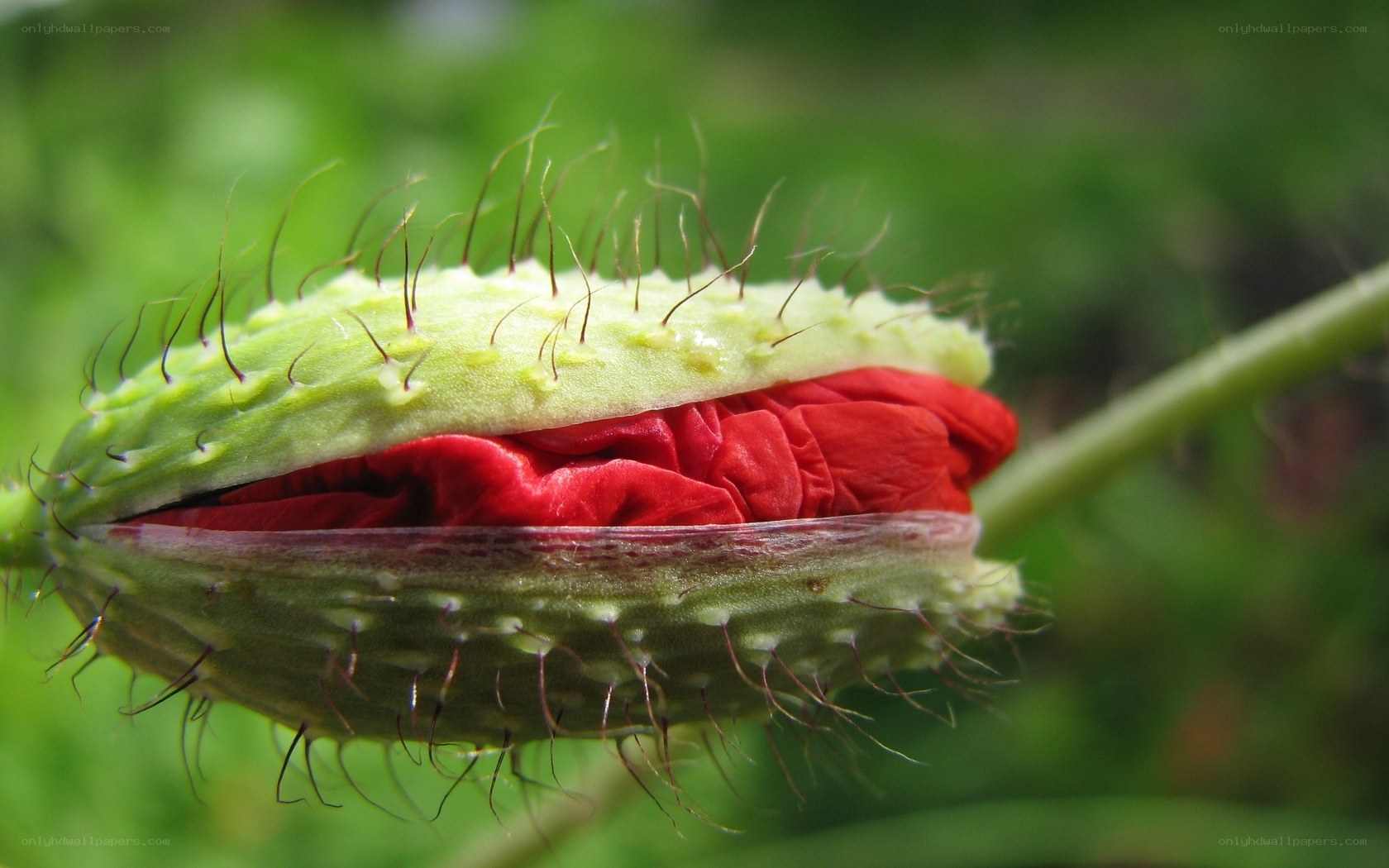 red poppy bud opening