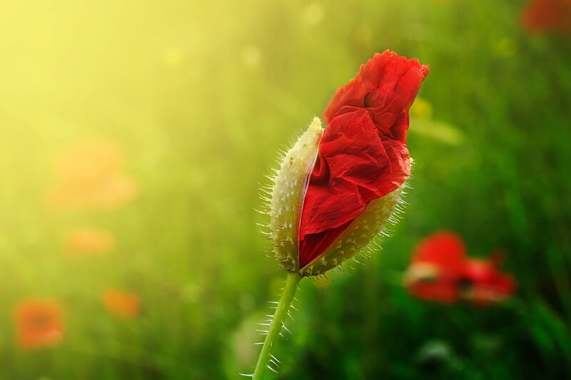 Red Poppy Bud — Serene, Morning