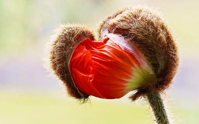 Red Poppy Bud — Serene