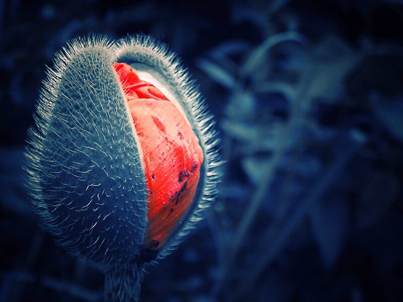 Red Poppy Bud
