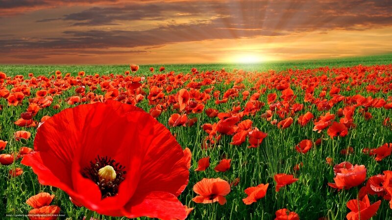 Red poppy field at sunset