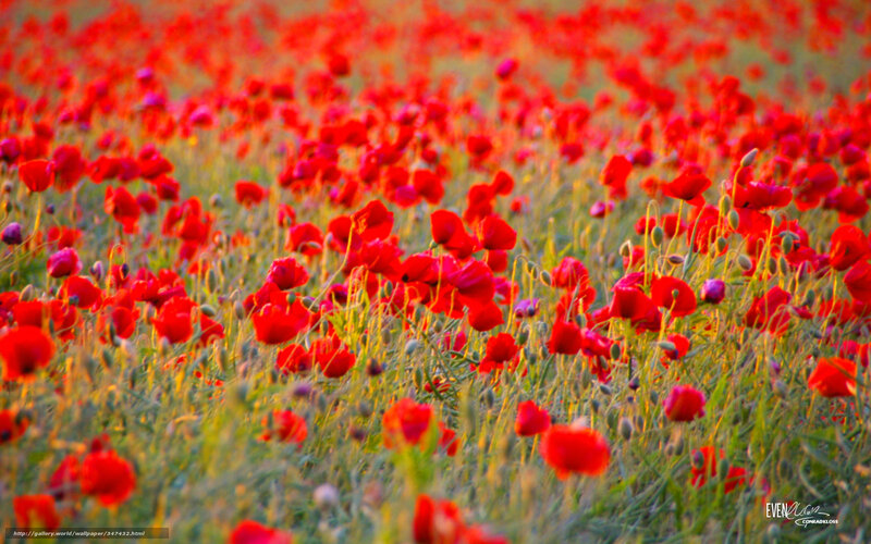 Red poppy field at sunset