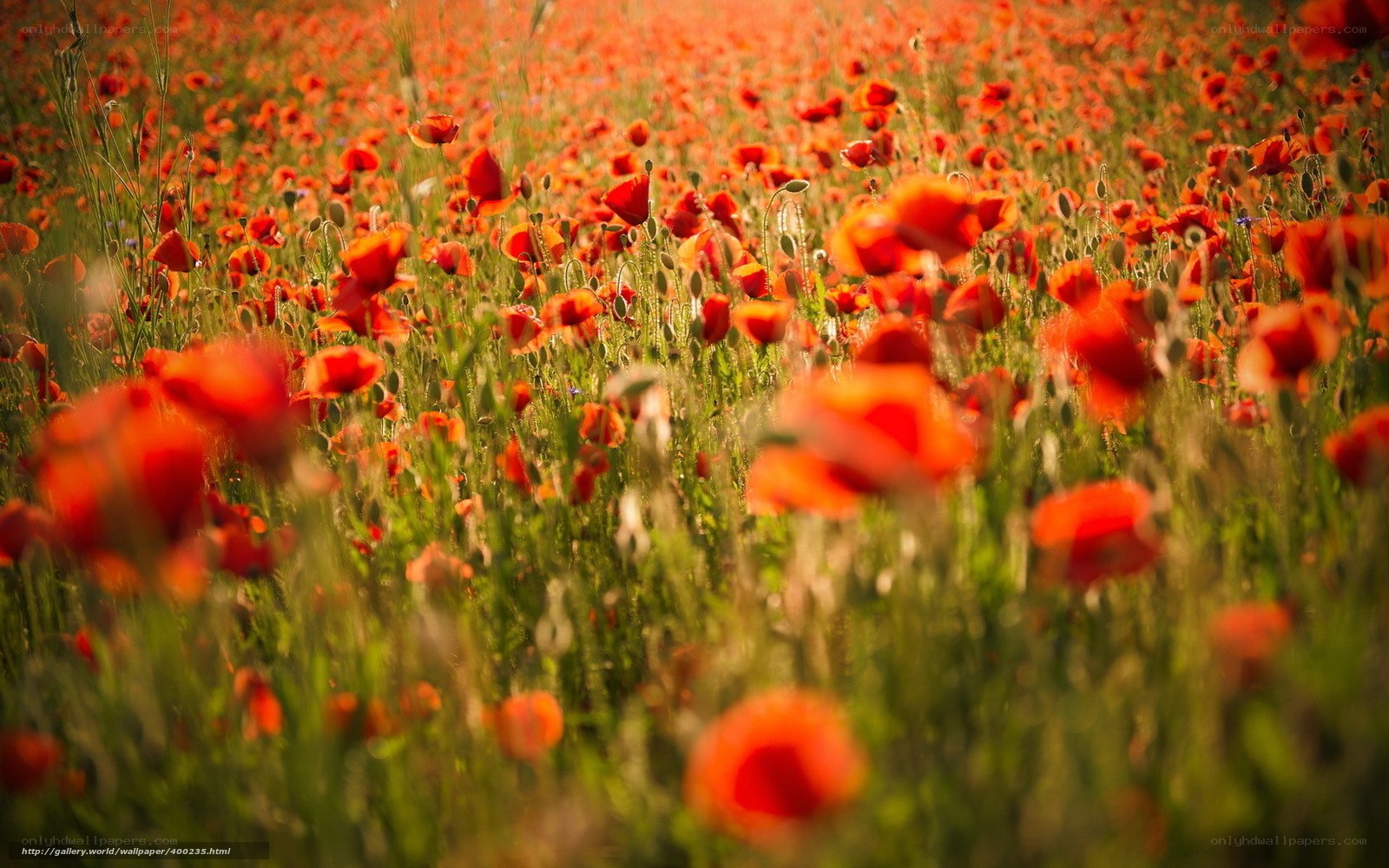 Red poppy field at sunset
