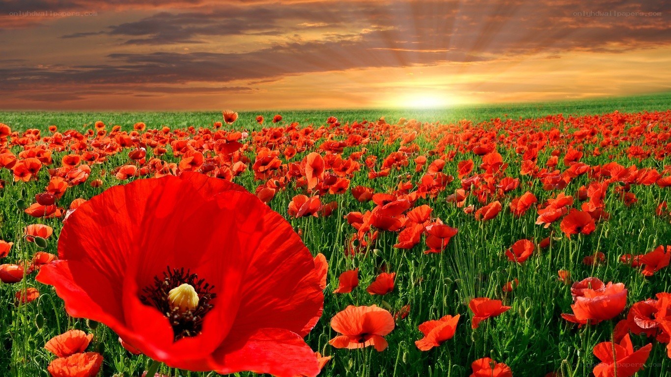 Red poppy field at sunset